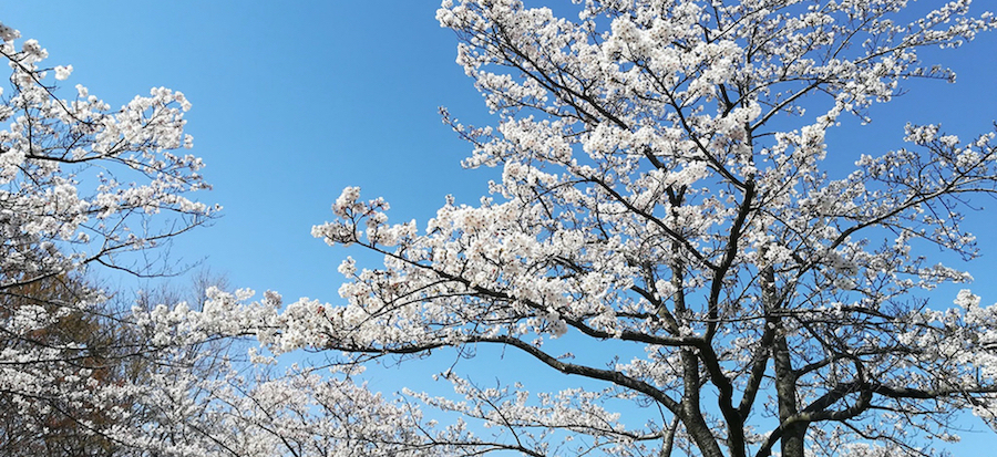 Thumbnail [100%x225]